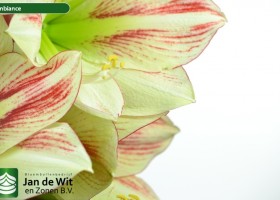 hippeastrum Ambiance ® (3)